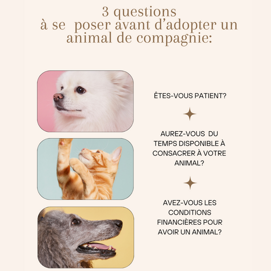 3 questions à se  poser avant d’adopter un animal de compagnie