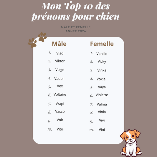 Mon Top 10 des prénoms pour chien - spécial 2024