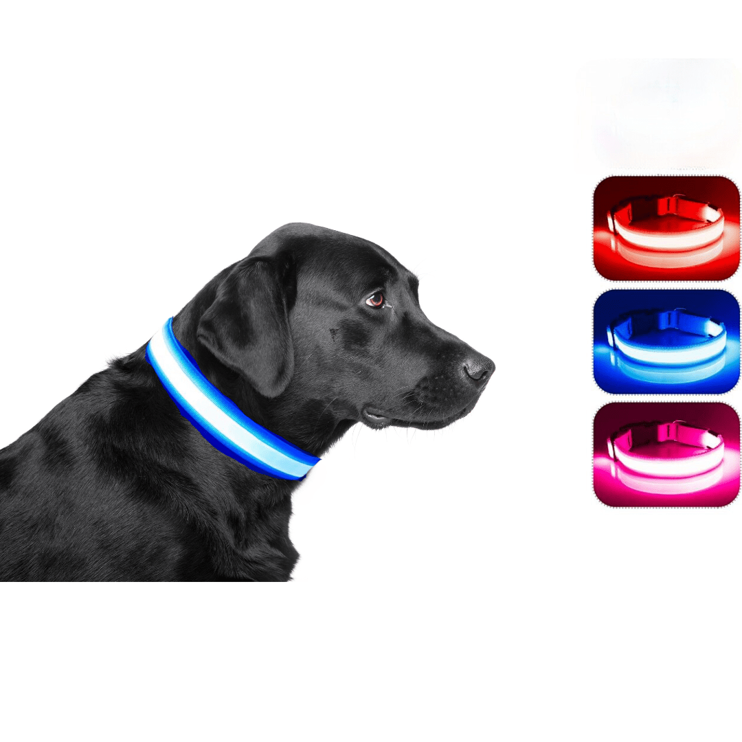 Collier ajustable fluorescent rechargeable USB