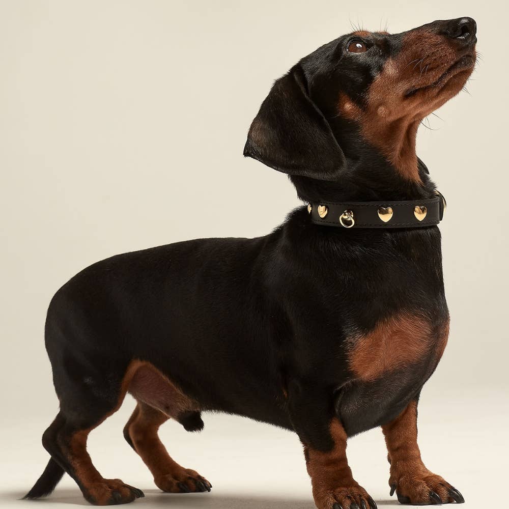 Harnais-colliers-laisses Collier noir avec clous coeur