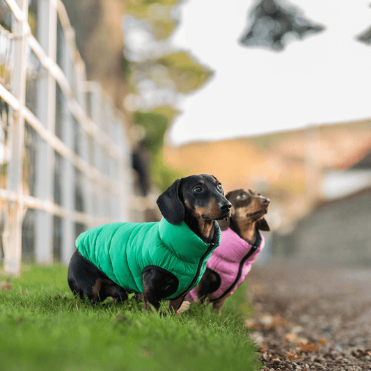 Doudoune pour chien verte/rose réversible noire avec son sac de rangement