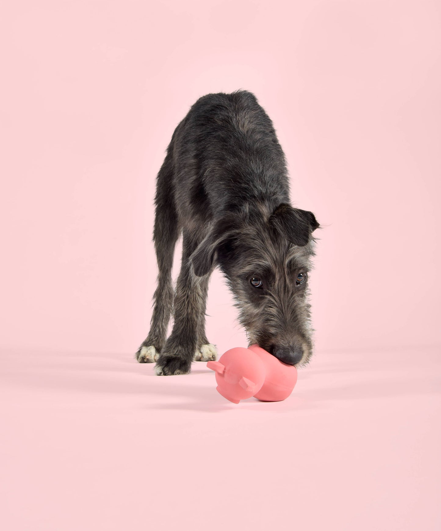 Jouet en latex Porcelet pour chiens et chats, peinture à l'eau sans produit chimique