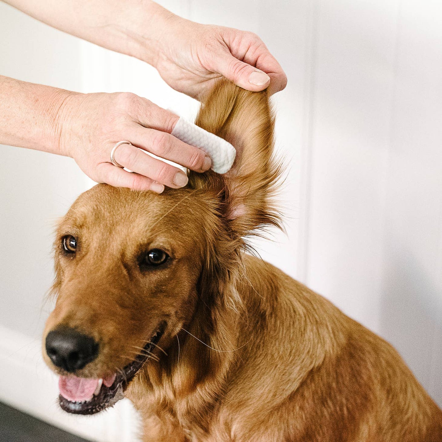 Santé et hygiène Lingettes auriculaires pour chiens et chats. Nettoyez, apaisez et désodorisez.