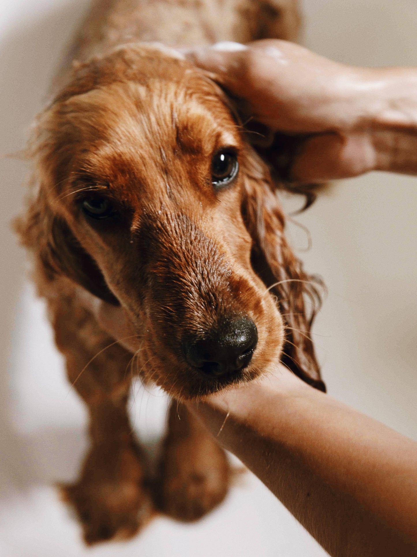 Shampoing doux pour chiens à la peau sensible