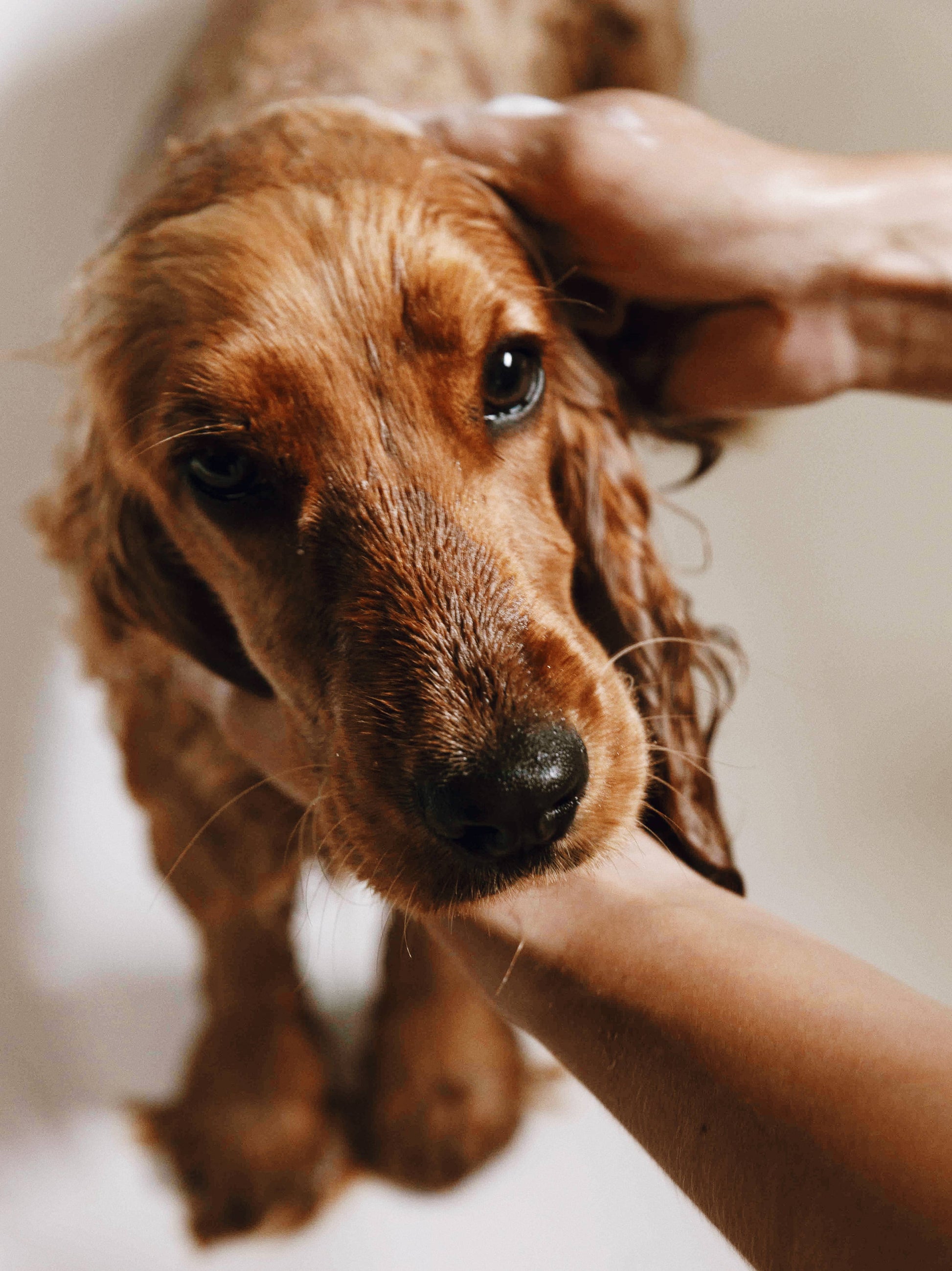 Shampoing doux pour chiens à la peau sensible