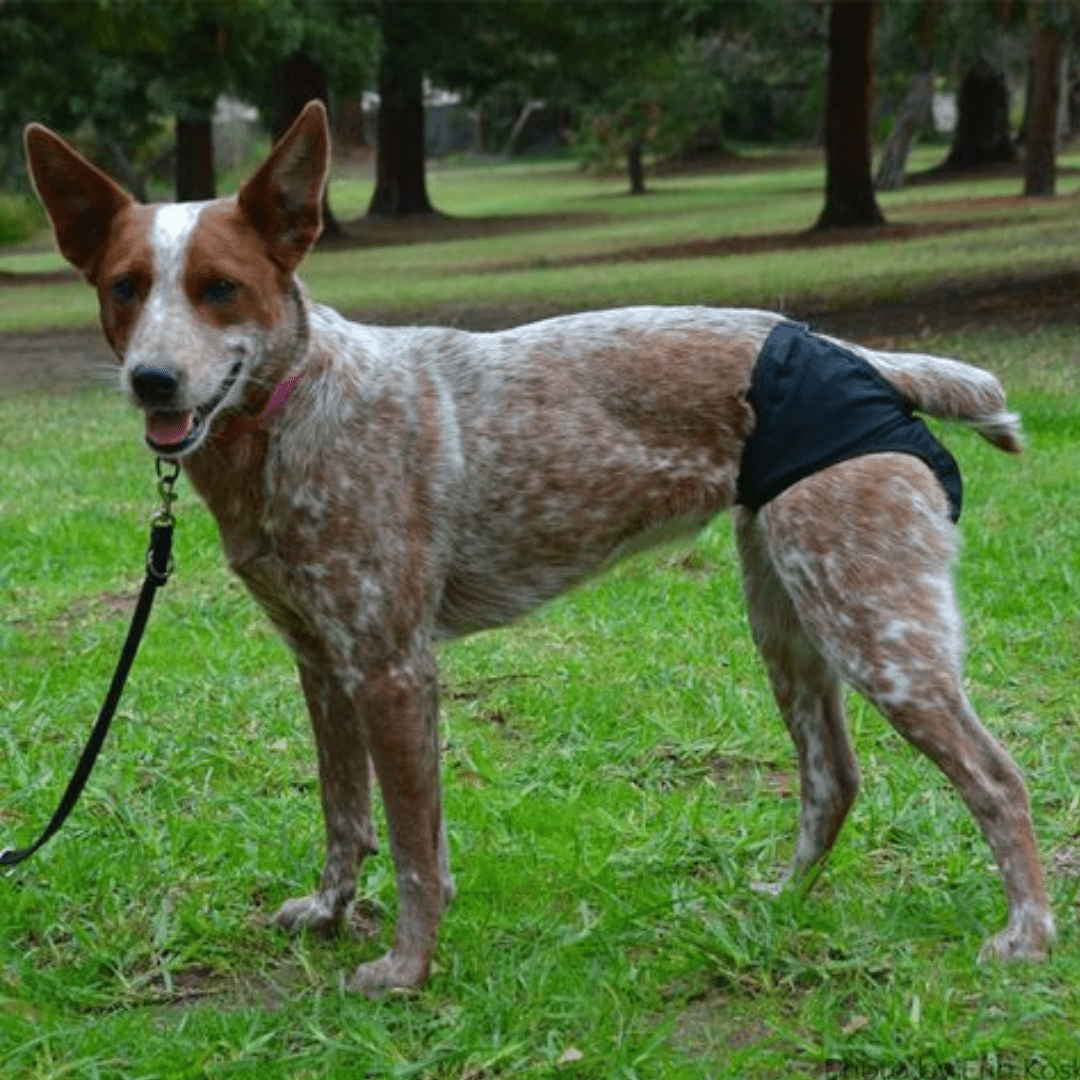 Slip hygiénique pour chiennes en chaleur ou incontinentes